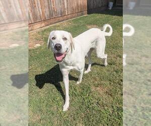 LILLY - Female Great Pyrenees-Unknown Mix Dog for Adoption