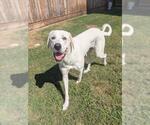 LILLY - Female Great Pyrenees-Unknown Mix Dog for Adoption - Small photo