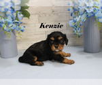 Small #9 Cavalier King Charles Spaniel