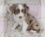 Small Photo #14 Miniature Australian Shepherd Puppy For Sale in HARRISON, OH, USA