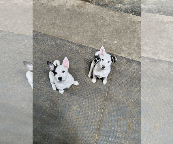 Medium Photo #4 Mutt Puppy For Sale in Garden City, NY, USA