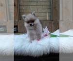 Small Photo #13 Pomeranian Puppy For Sale in CARTHAGE, TX, USA