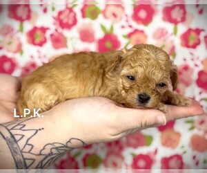 Maltipoo Puppy for sale in WINNSBORO, LA, USA