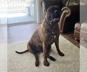 Bullmastiff Dogs for adoption in Goodyear, AZ, USA