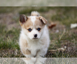 Small Photo #5 Pembroke Welsh Corgi Puppy For Sale in ELKTON, KY, USA