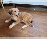 Small #3 Bernedoodle (Miniature)