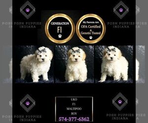 Maltipoo Puppy for sale in WARSAW, IN, USA