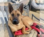 Small #5 German Shepherd Dog Mix