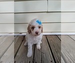 Small #22 Goldendoodle (Miniature)