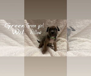 Boxer-Unknown Mix Dogs for adoption in Holly Springs, NC, USA