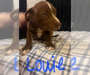 Louie (Seven Wonders 2026) - Male Mutt Dog for Adoption - Photo #3