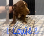 Small Photo #3 Mutt Puppy For Sale in Wenonah, NJ, USA