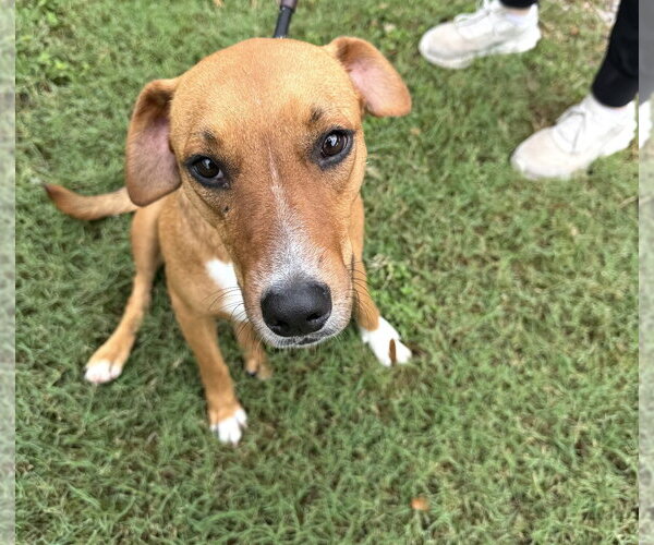 Medium Photo #6 Feist Terrier-Mountain Cur Mix Puppy For Sale in Houston, TX, USA