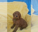 Small Photo #11 Poodle (Standard) Puppy For Sale in LOWELL, AR, USA