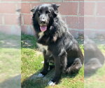 Small #6 Border Collie Mix