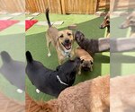 Small #1 Labrador Retriever Mix