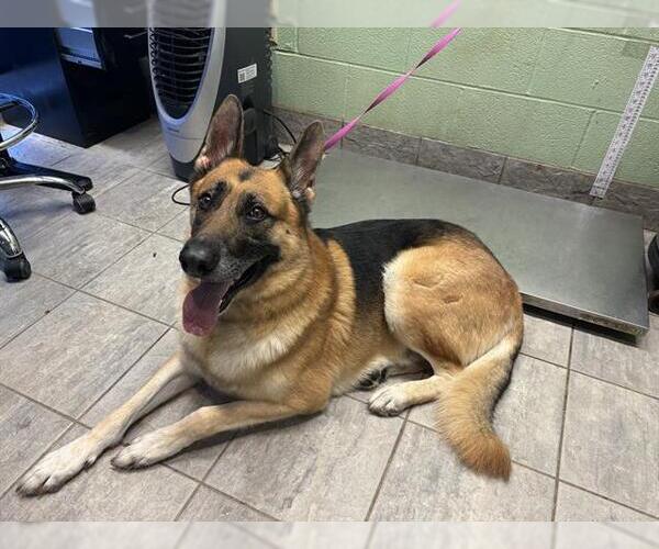 Medium Photo #1 German Shepherd Dog-Unknown Mix Puppy For Sale in Grand Prairie, TX, USA
