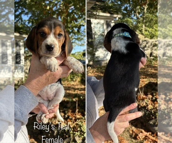 Medium Photo #1 Beagle Puppy For Sale in BROWNSVILLE, OR, USA