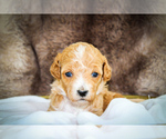 Small #9 Poodle (Miniature)-Sheepadoodle Mix