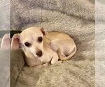 Small Photo #1 Chihuahua Puppy For Sale in Holly Springs, NC, USA