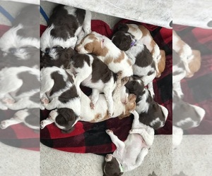 Brittany Puppy for sale in HINES, OR, USA