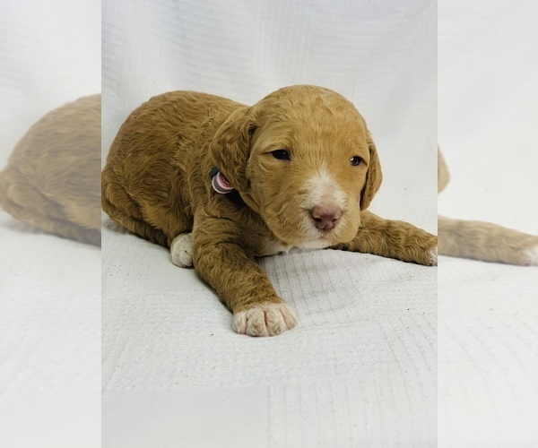 Medium Photo #15 Goldendoodle Puppy For Sale in COLBERT, WA, USA