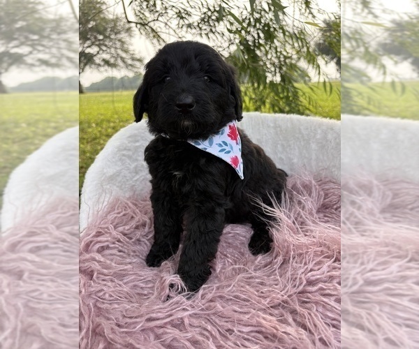 Medium Photo #6 Goldendoodle Puppy For Sale in CLARKSVILLE, TX, USA