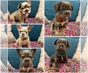 French Bulldog Litter for sale in HIALEAH, FL, USA