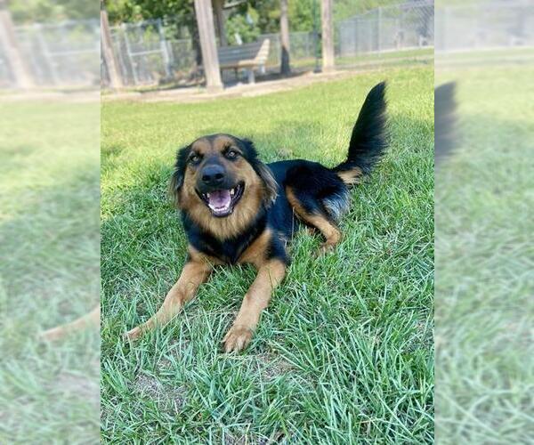 Medium Photo #2 German Shepherd Dog-Unknown Mix Puppy For Sale in Conroe, TX, USA