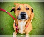 Small Labrador Retriever Mix