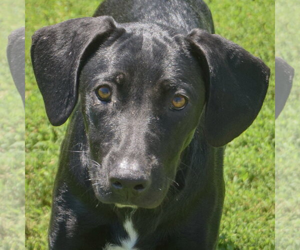 Medium Photo #1 Coonhound-Unknown Mix Puppy For Sale in Huntley, IL, USA