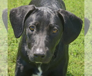 Coonhound-Unknown Mix Dogs for adoption in Huntley, IL, USA