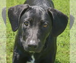 Small Coonhound Mix