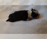 Small Photo #4 Boston Terrier Puppy For Sale in HARRISBURG, PA, USA