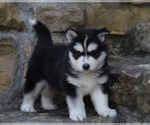Small #3 Siberian Husky