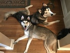 Small Photo #6 Siberian Husky Puppy For Sale in CLEVELAND, OH, USA