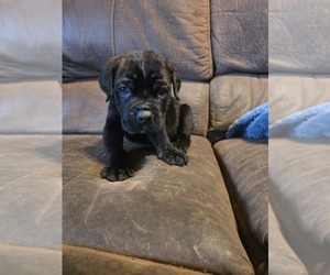 Cane Corso Puppy for sale in WEIRTON, WV, USA