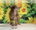 Maurice - Male Poodle (Toy) Puppy for Sale - Photo #25
