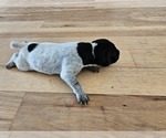 Small Photo #72 German Shorthaired Pointer Puppy For Sale in EVANSVILLE, WY, USA