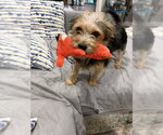 Small Photo #4 Mutt Puppy For Sale in Allentown,, PA, USA