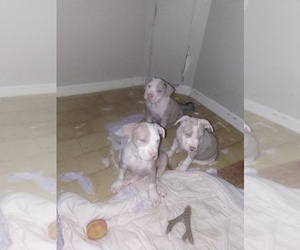 American Bully Puppy for sale in Markham, Ontario, Canada