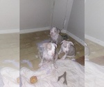 Merle - Male American Bully Puppy for Sale - Small photo