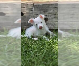 Chihuahua Dogs for adoption in Brighton, CO, USA