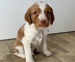 Puppy Puppy 4 Brittany