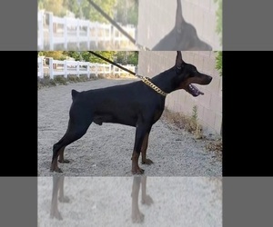 Father of the Doberman Pinscher puppies born on 10/12/2021