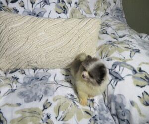 Pomeranian Puppy for sale in COOKEVILLE, TN, USA