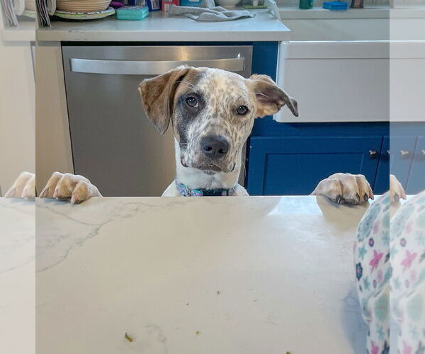 Medium Photo #12 American Staffordshire Terrier-Boxer Mix Puppy For Sale in Huntley, IL, USA