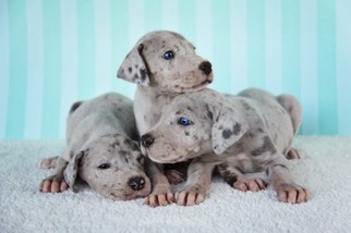Great Dane Puppy for sale in GALLIANO, LA, USA