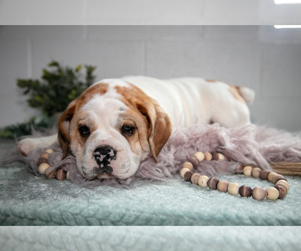 Medium Photo #5 Beabull Puppy For Sale in MILLERSBURG, OH, USA