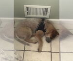 Small #4 Mutt